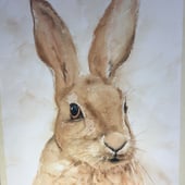 The Cornish Hare