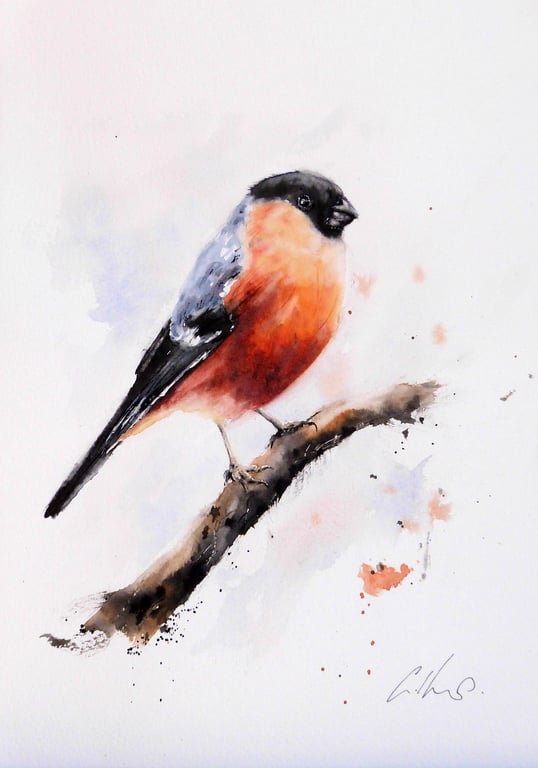 A Bullfinch, Original Watercolour Painting.