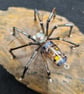 Hanging Spider Suncatcher Decoration Vintage Bum Bead - Image 1