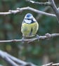 4 Blue Tit Greetings Cards - Ethically Made - Image 2