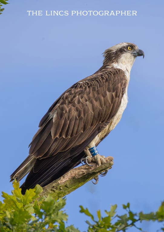 Osprey perched print (Limited edition of 10)