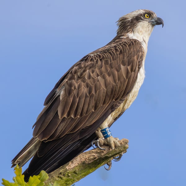 Osprey perched print (Limited edition of 10)