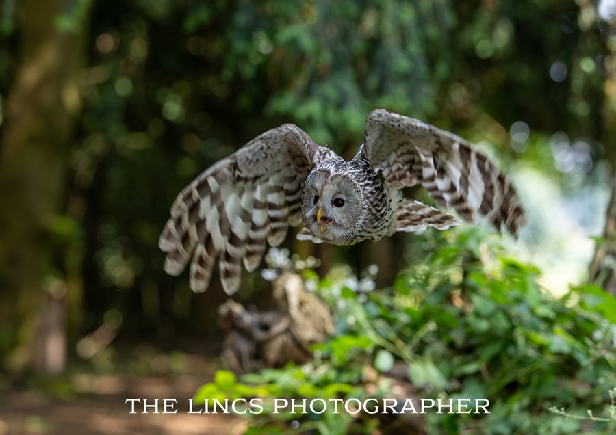 Ural Owl print (Limited edition of 10)