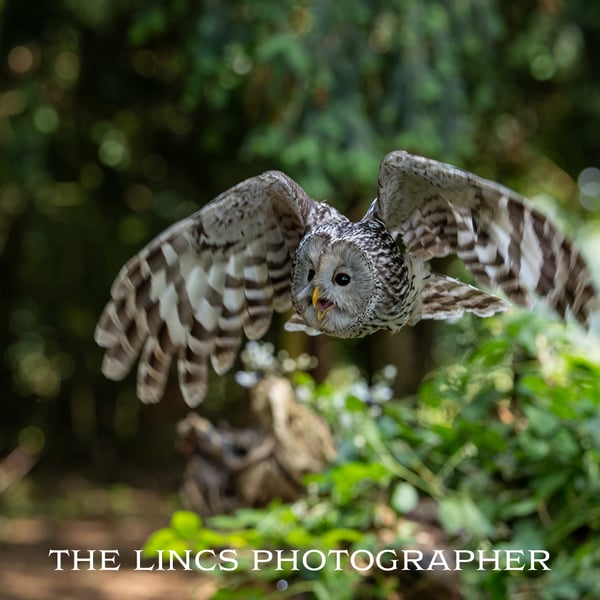 Ural Owl print (Limited edition of 10)