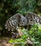 Ural Owl print (Limited edition of 10)