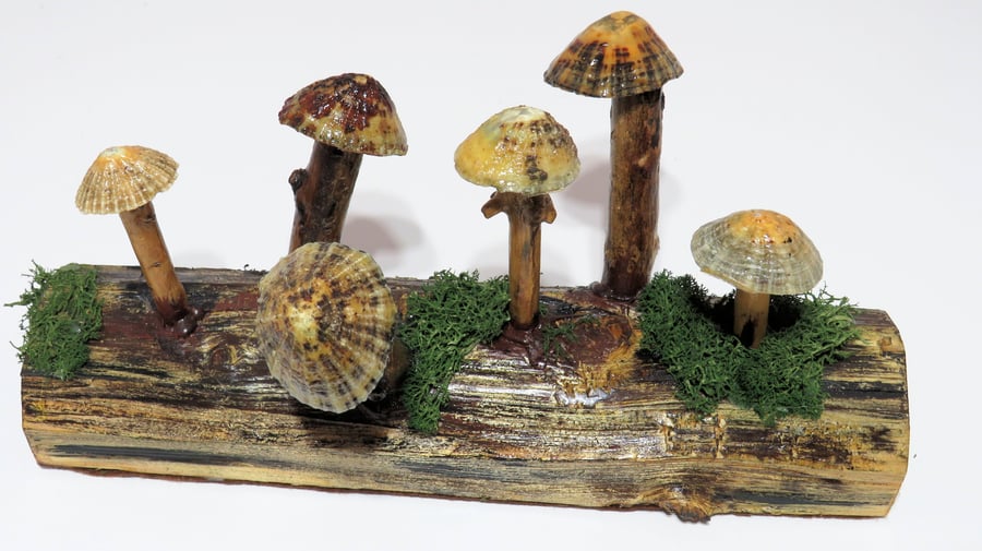 Pretty mushroom log made from re-cycled wood with driftwood and limpet shells
