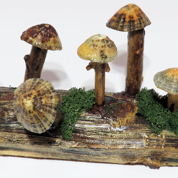 Pretty mushroom log made from re-cycled wood with driftwood and limpet shells