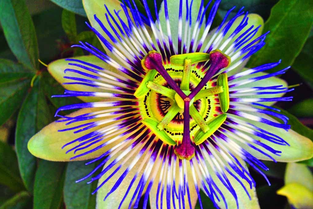 Passion Flower Summer Flowering Plant Photograph Print