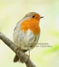 Exclusive Handmade Garden Robin Card on Archive Photo Paper - Image 2