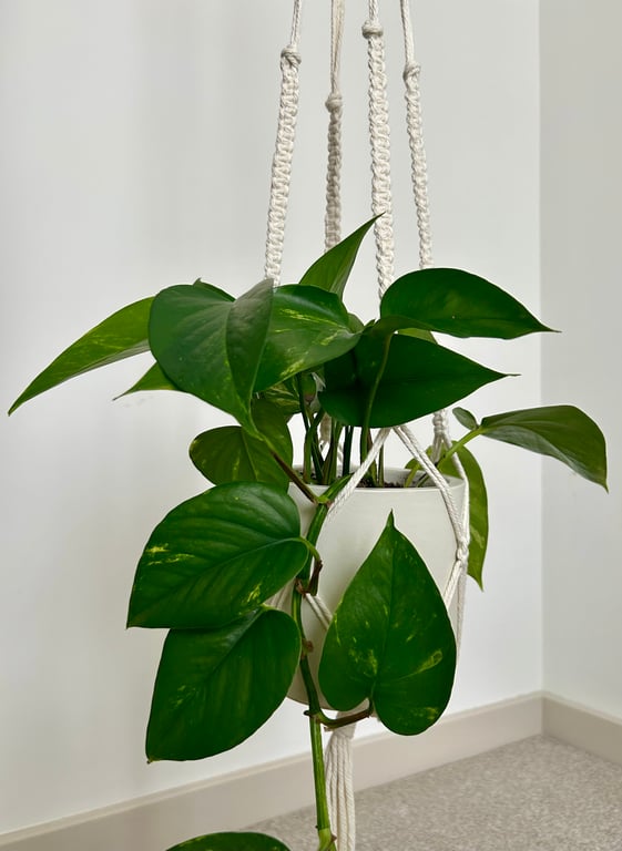 Handmade Macramé Plant Hanger - Natural