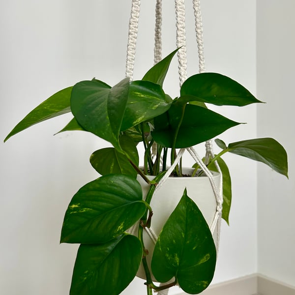 Handmade Macramé Plant Hanger - Natural