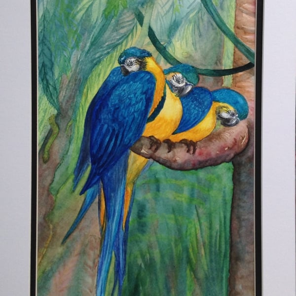 'Three Parrots' watercolour painting