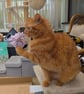 Cat wand - Image 3