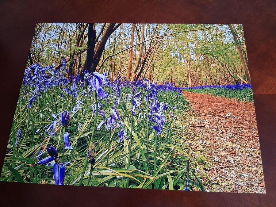 Woodland and bluebells