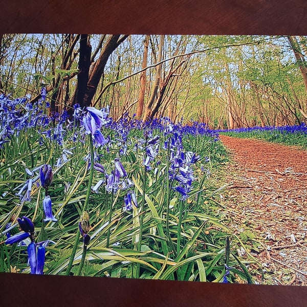 Woodland and bluebells