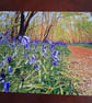 Woodland and bluebells