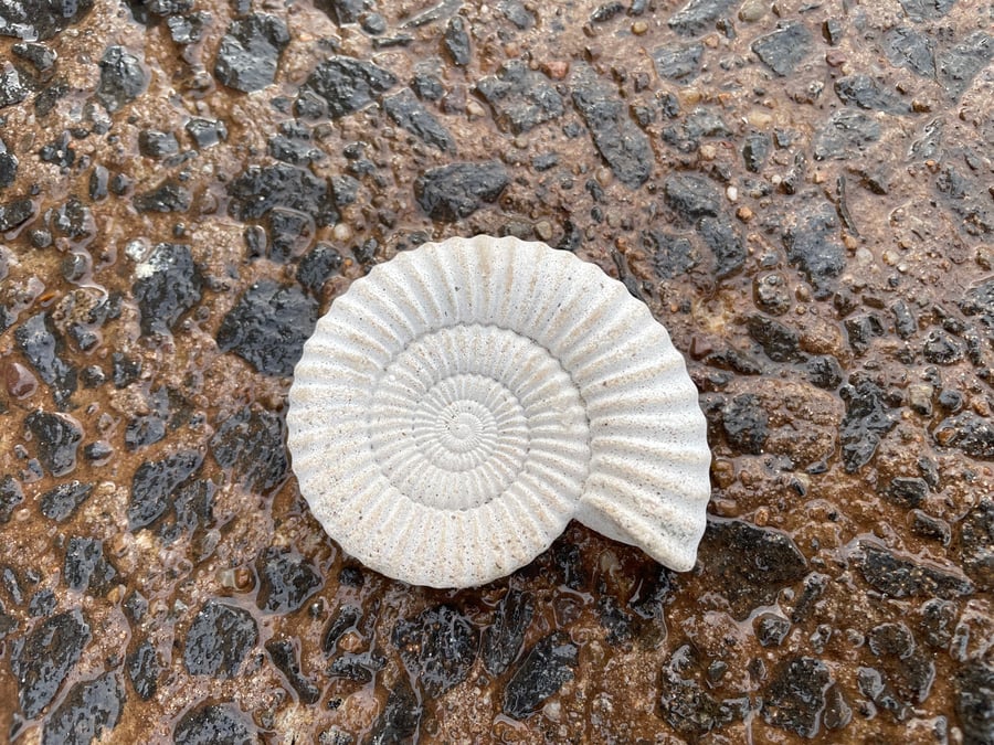  Ammonite Fossil fridge magnet in cement 2-6