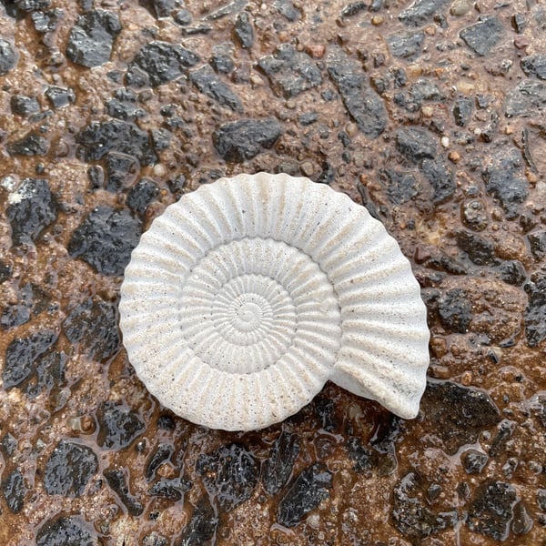 2.6- Ammonite Fossil fridge magnet in cement 