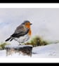 A Winter Robin, Original Watercolour Painting. - Image 2