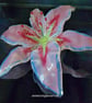 Handmade Fused Glass Pink Opaline Stargazer Lily 3 of 3 with Wall-mount - Image 4