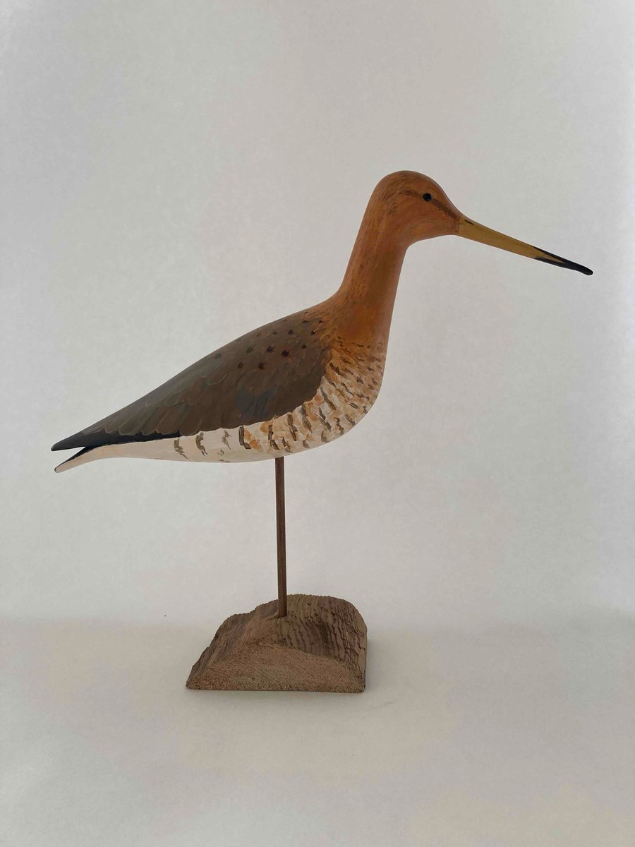 Black tailed godwit 