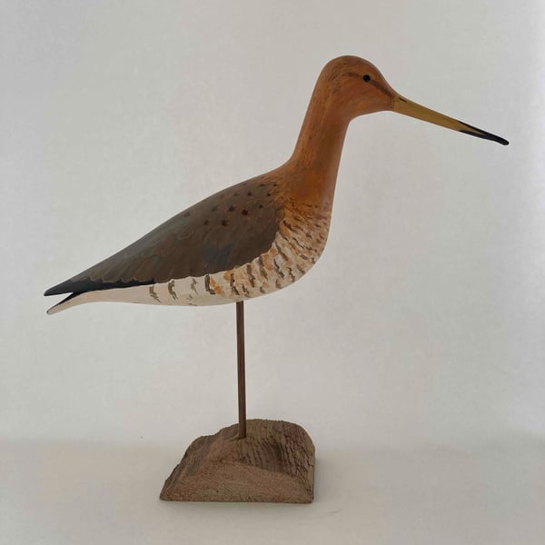 Black tailed godwit 