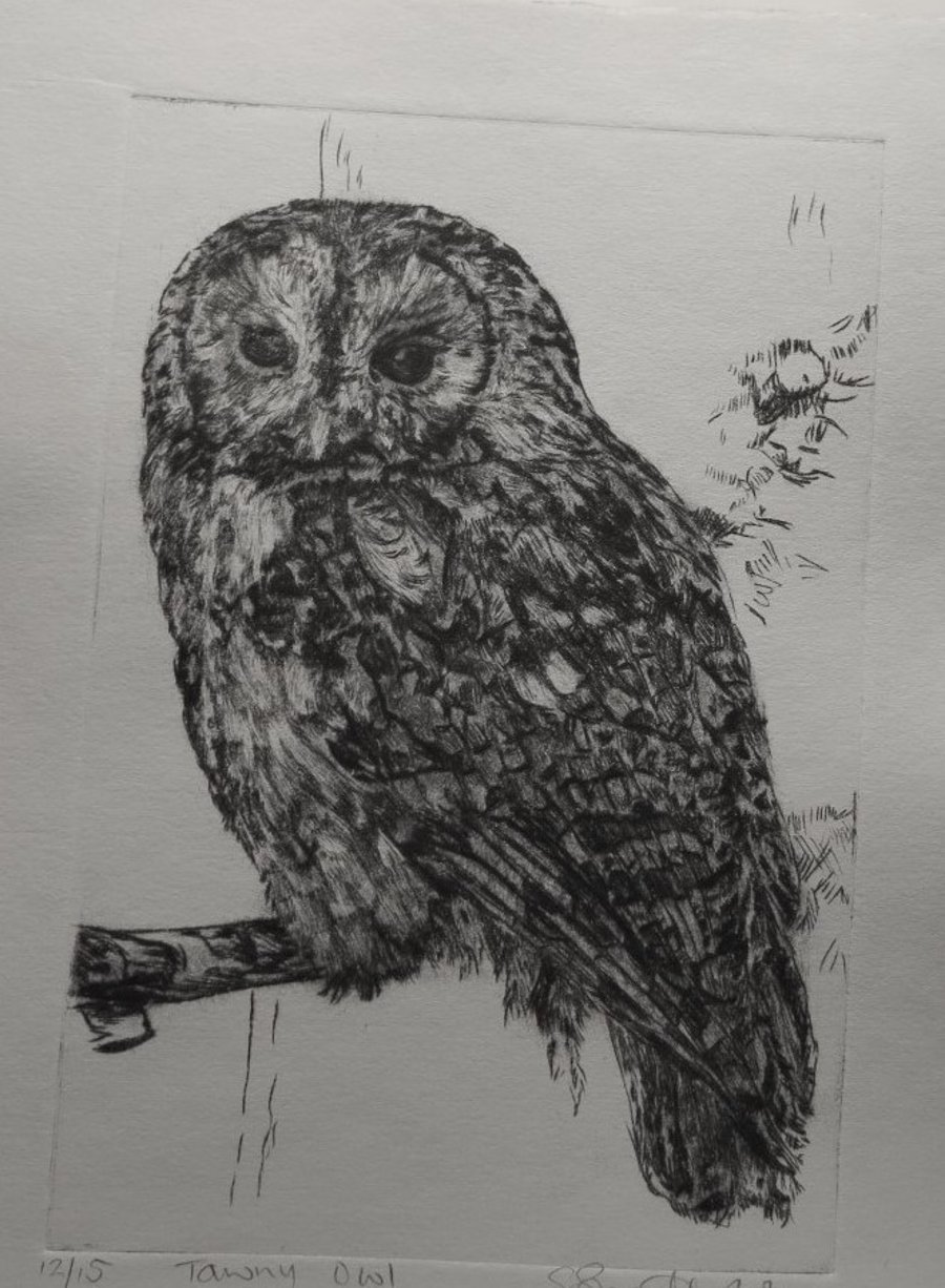 Limited edition Tawny owl hand printed drypoint etching