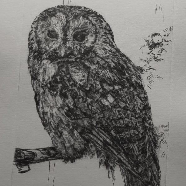 Limited edition Tawny owl hand printed drypoint etching