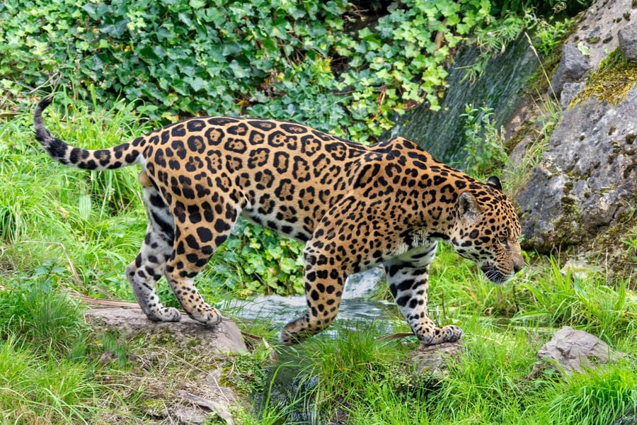 Jaguar crossing the stream print