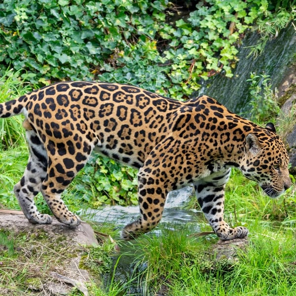 Jaguar crossing the stream print