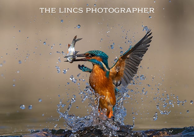 Kingfisher print (Limited edition of 10)