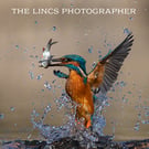 Kingfisher print (Limited edition of 10)
