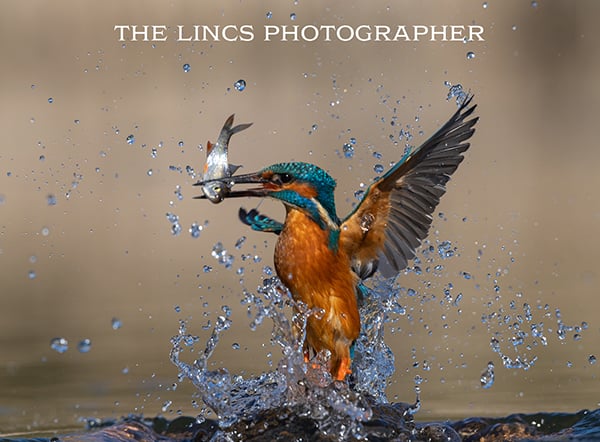 Kingfisher print (Limited edition of 10)