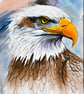 Watercolour Painting of Eagle on Paper and Framed (One of a Kind)