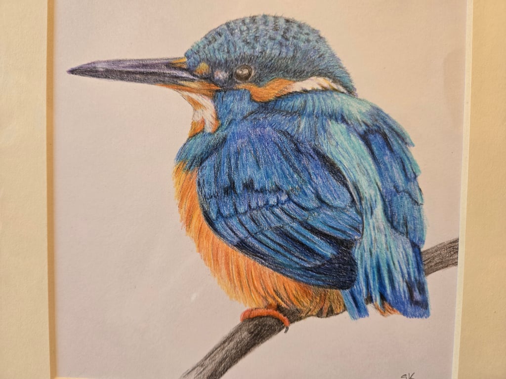 Beautiful Kingfisher - Original Colour Pencil Drawing in mount - 8" x 8" approx