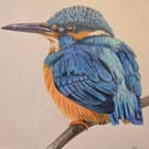 Beautiful Kingfisher - Original Colour Pencil Drawing in mount - 8" x 8" approx
