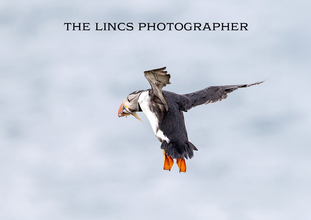 Puffin print (Limited edition of 10)