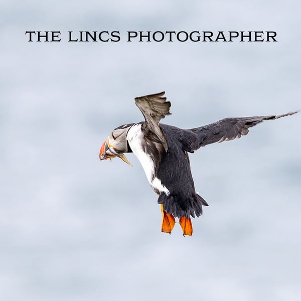 Puffin print (Limited edition of 10)