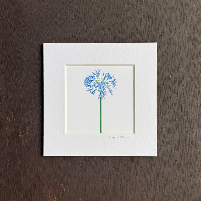 'Agapanthus' 5" x 5" Hand Finished Print