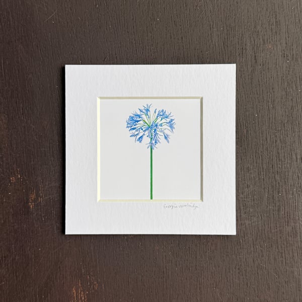 'Agapanthus' 5" x 5" Hand Finished Print