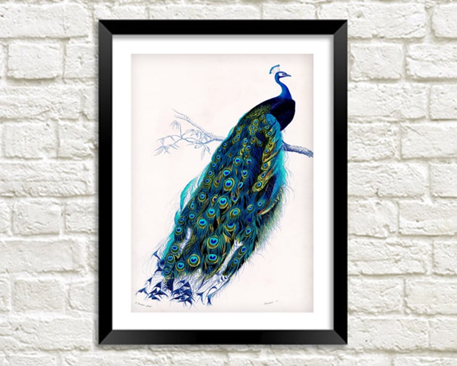Peacock Art Print: Vintage Blue Bird Illustration (A3 Size)