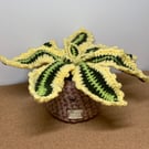 Crochet century plant, 28cm width 15cm high