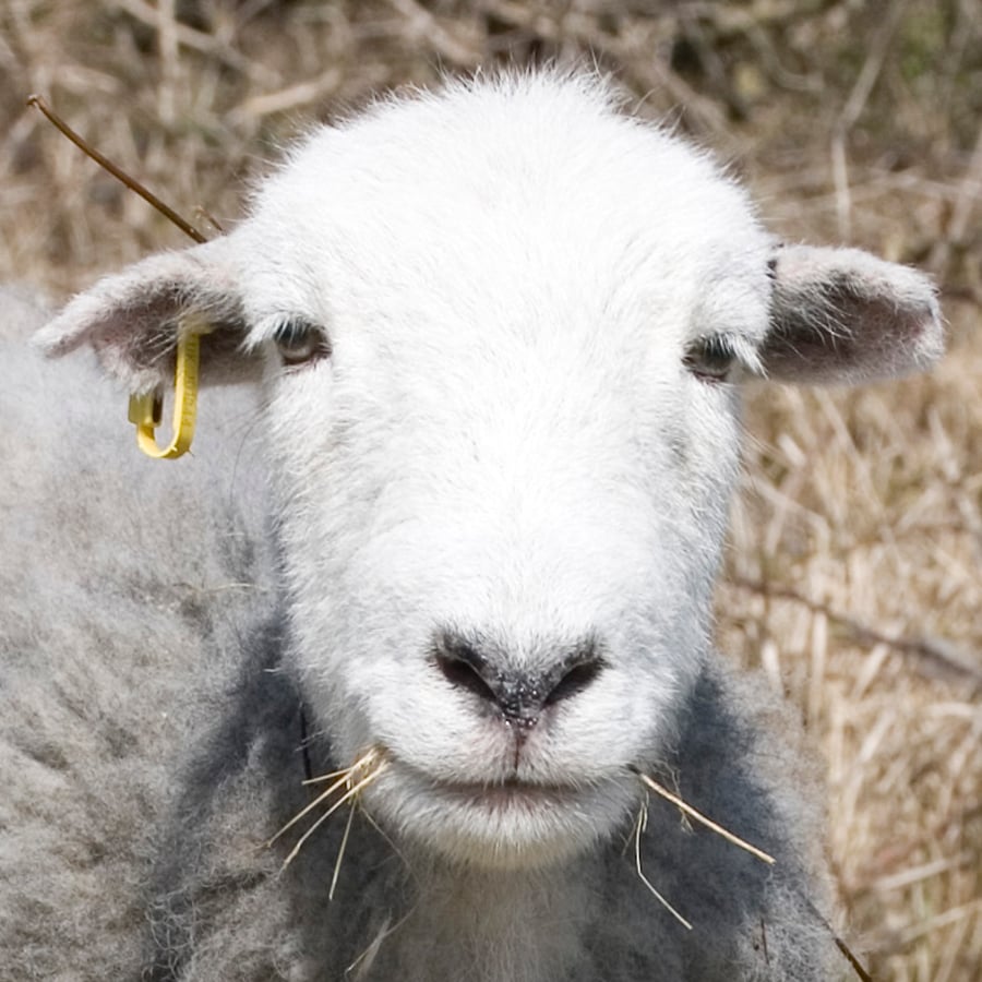 sheep shape