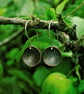  Blue-green Copper Dome Dangle  Earrings - Image 1