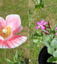10 White Plantable Seed Heart Tags 280gsm - Wildflower Biodegradable Wedding - Image 4
