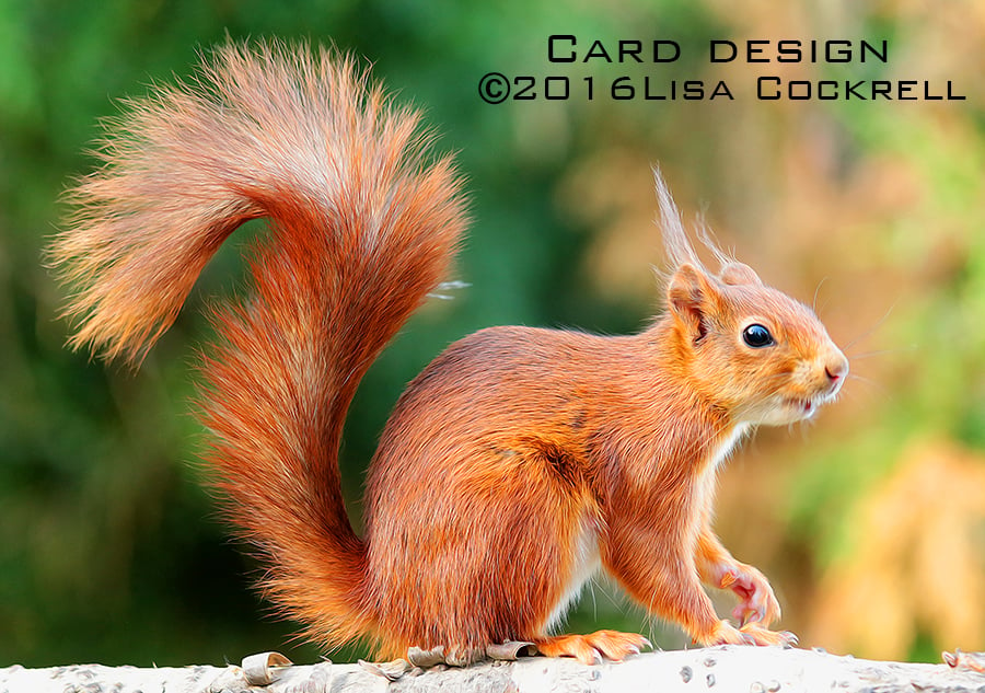 Exclusive Handmade Red Squirrel Greetings Card
