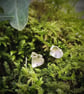 Brushed sterling heart stud earrings - Image 4