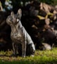 Sitting French Bulldog - Image 8