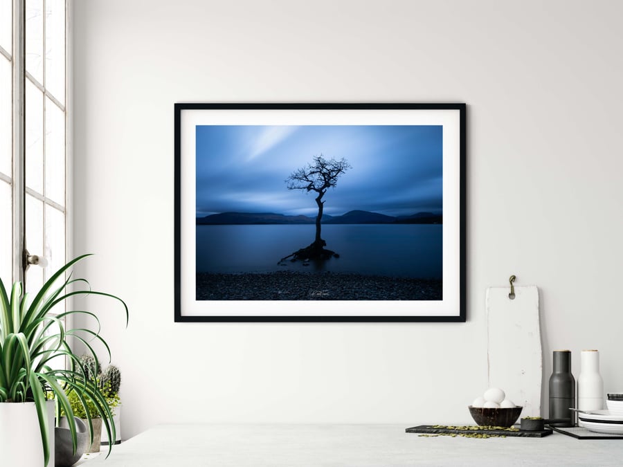 Lonely tree, Milarrochy Bay, Loch Lomond Signed mounted print