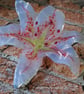 Handmade Fused Glass Opaline and Pink Lily with Wall-mount